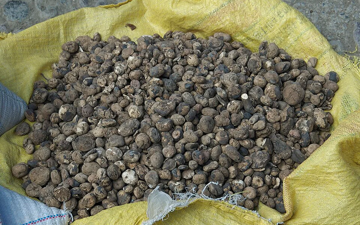 Spesifikasi Teknologi Freeze Drying yang Perlu Ditanyakan ke Produsen